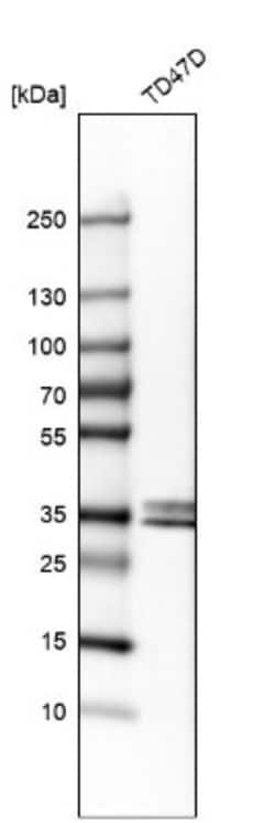 Stanniocalcin 2/STC-2 Antibody, Novus Biologicals 0.1mL; Unlabeled:Antibodies,
